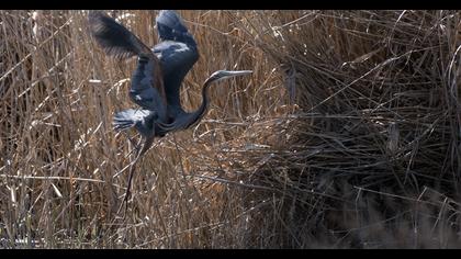 Erguvani balıkçıl