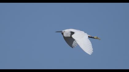 Küçük ak balıkçıl