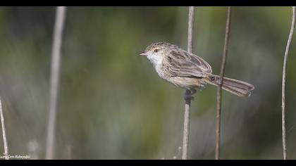 Dikkuyruklu ötleğen