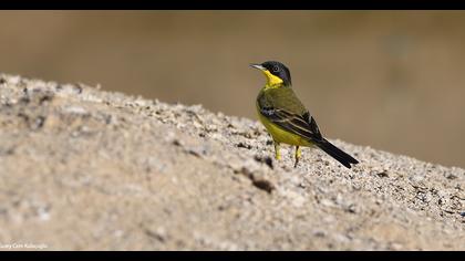 Sarı kuyruksallayan