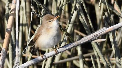 Eurasian Reed Warbler