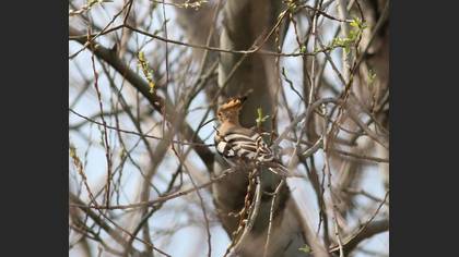 Eurasian Hoopoe