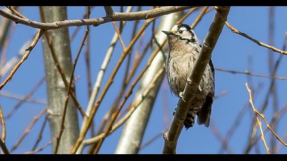 Küçük ağaçkakan