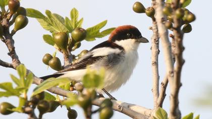 Kızılbaşlı örümcekkuşu