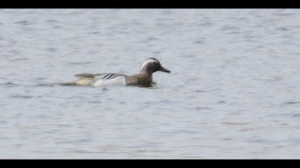 Garganey