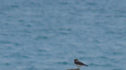 Karakulaklı kuyrukkakan