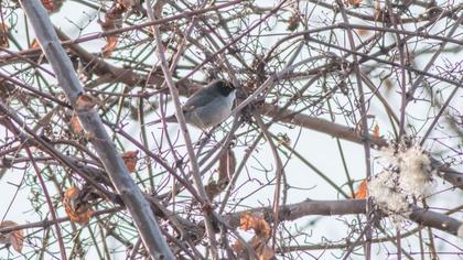 Sardinian Warbler