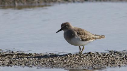 Sarıbacaklı kumkuşu
