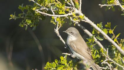 Küçük akgerdanlı ötleğen