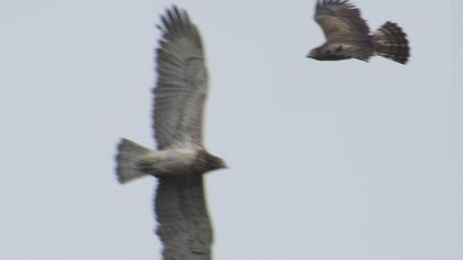 Short-toed Snake Eagle