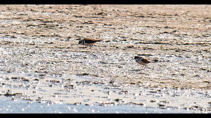 Halkalı küçük cılıbıt
