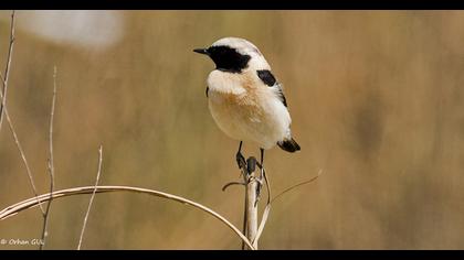 Karakulaklı kuyrukkakan