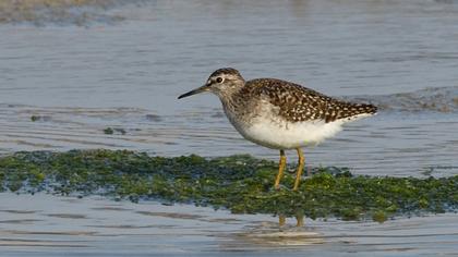 Orman düdükçünü