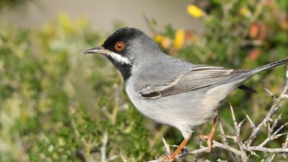 Karaboğazlı ötleğen