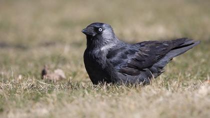 Küçük karga