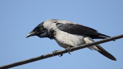 Hooded Crow