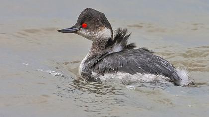 Karaboyunlu batağan