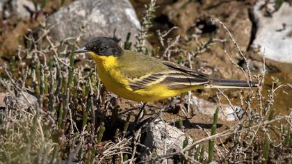 Sarı kuyruksallayan