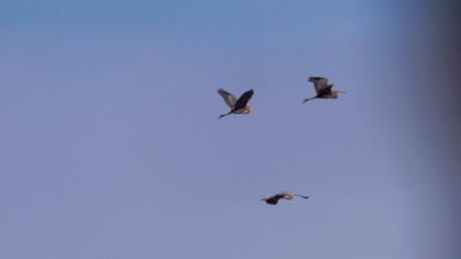 Erguvani balıkçıl