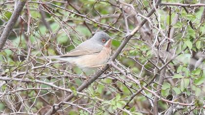 Bıyıklı ötleğen