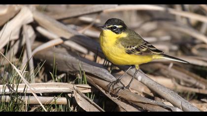 Sarı kuyruksallayan