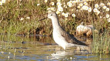 Bataklık düdükçünü
