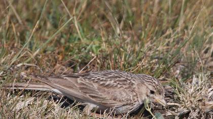Türkistan çorak toygarı
