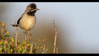 Karaboğazlı ötleğen