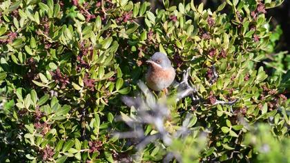 Bıyıklı ötleğen