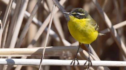 Sarı kuyruksallayan