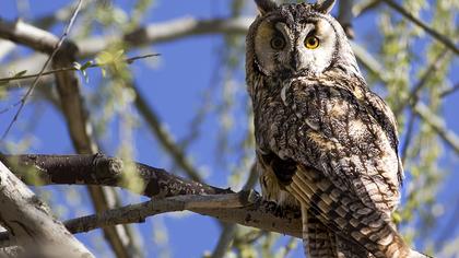 Kulaklı orman baykuşu