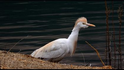 Sığır balıkçılı