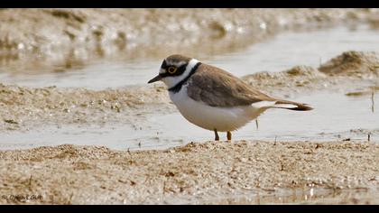 Halkalı küçük cılıbıt