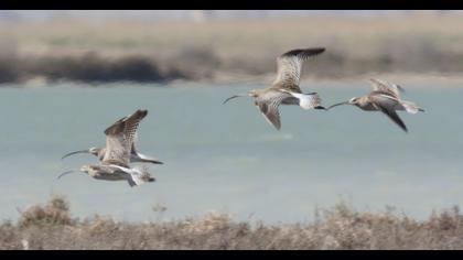 Sürmeli kervançulluğu