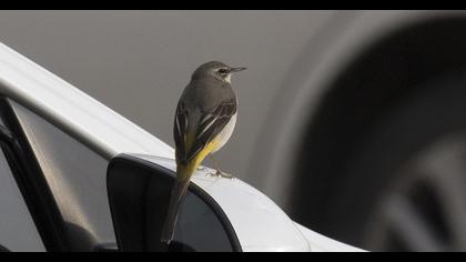 Dağ kuyruksallayanı