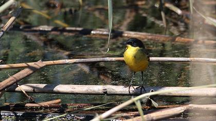 Sarı kuyruksallayan