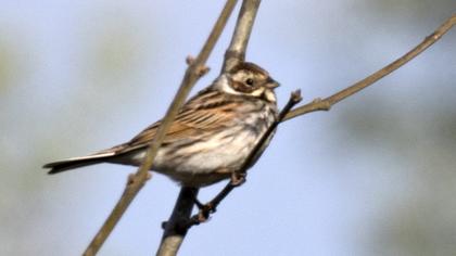 Bataklık Kirazkuşu