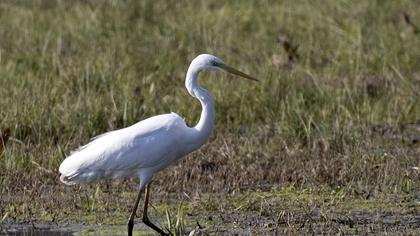 Great Egret