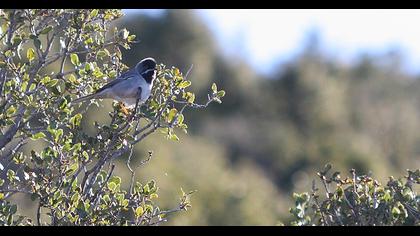 Karaboğazlı ötleğen