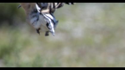 Alaca yalıçapkını