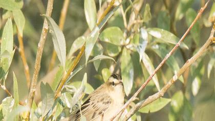 Sedge Warbler