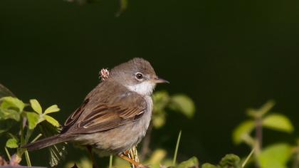 Akgerdanlı ötleğen