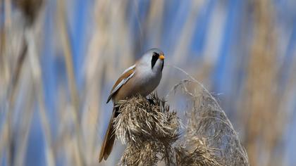 Bıyıklı baştankara