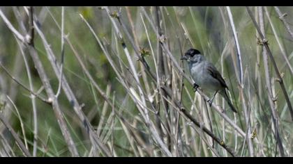 Karabaşlı ötleğen