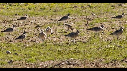 Sürmeli kervançulluğu