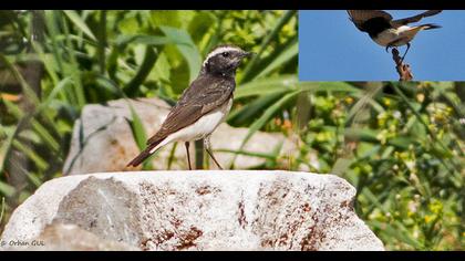 Kıbrıs kuyrukkakanı