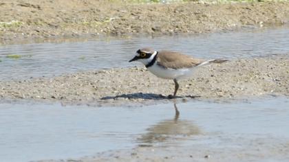Halkalı küçük cılıbıt