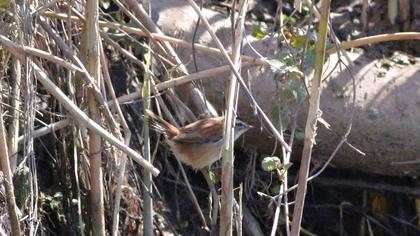 Bıyıklı kamışçın