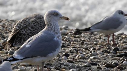 Kuzey gümüş martı