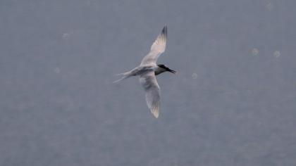 Sandwich Tern